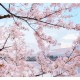 Honpo | Painting of Flowering Season